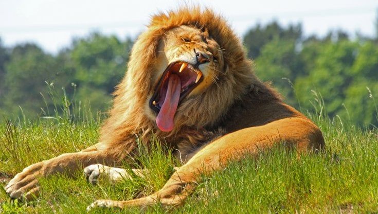 Altro che vita da leoni: qui si sbadiglia
