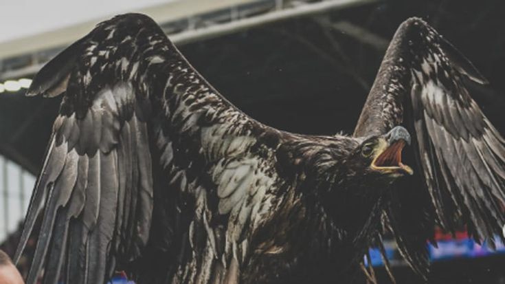 Crystal Palace under fire from animal rights activists: “The club’s eagle emblem is not a prop”