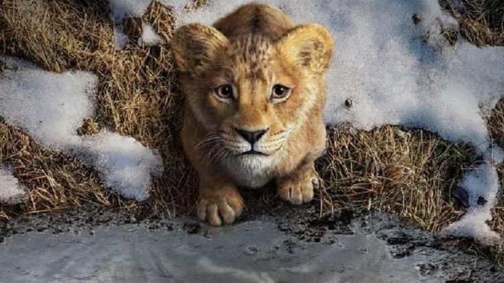 Barry Jenkins: “Il mio Mufasa è sovversivo, gli animali ci insegnano l’equilibrio con la natura”