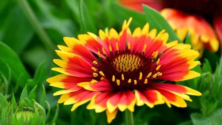 Gaillardia, come si coltiva: potatura e cura della pianta dai fiori bicolore
