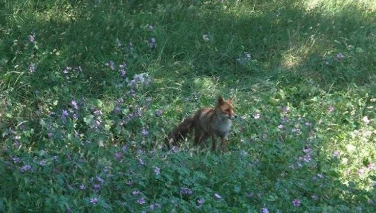 Roma, volpe investita e uccisa in via del Tintoretto