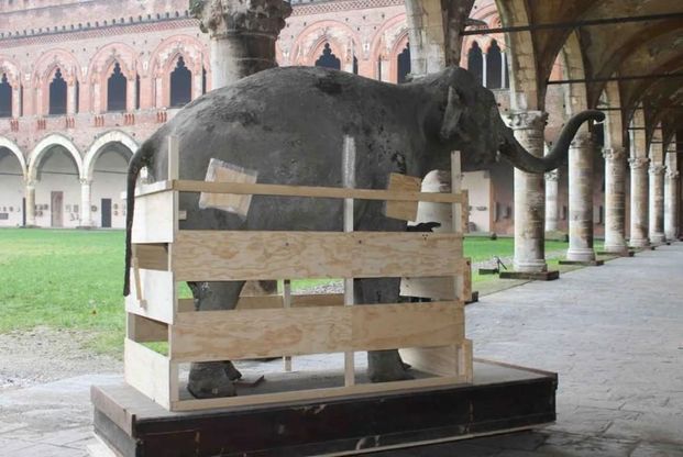 Pavia, in mostra l'elefante donato da Napoleone nel 1812