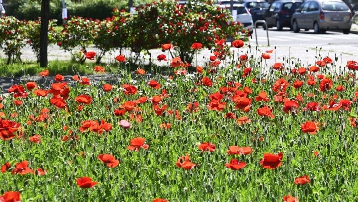 Senza mascherine per un milanese su tre riesplodono le allergie ai pollini: i disturbi tornano ai livelli pre-Covid 