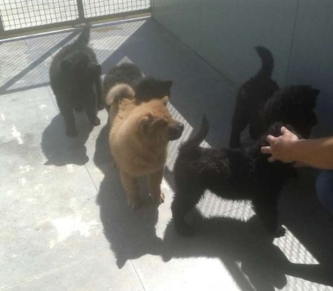 Nove cuccioli di chow chow in cerca d'adozione