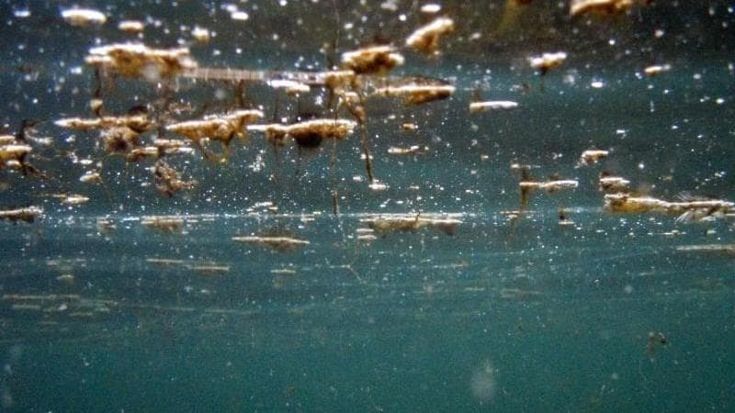 In Puglia cresce la presenza dell’alga tossica: massima diffusione sulle costa barese. Ecco dove