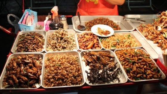 Quattro italiani su 10 pronti a mangiare gli insetti, il "cibo del futuro"
