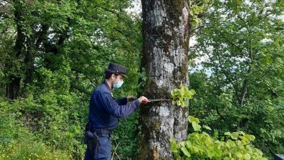 Mugello: avvelena 27 alberi sulla strada per avere una vista migliore dalla sua casa