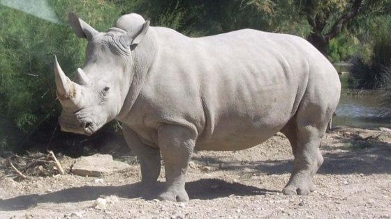 Rinoceronte bianco del nord, nuove speranze di salvarlo dall'estinzione