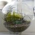 Idee in miniatura: il giardino è piccolo piccolo