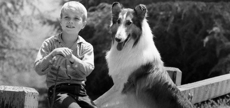 Lassie, la star a quattro zampe: un mito lungo sessant'anni