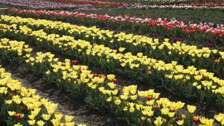 Tulipani, viole, rose antiche: tutte le manifestazioni dedicate alle piante e ai fiori in Emilia-Romagna