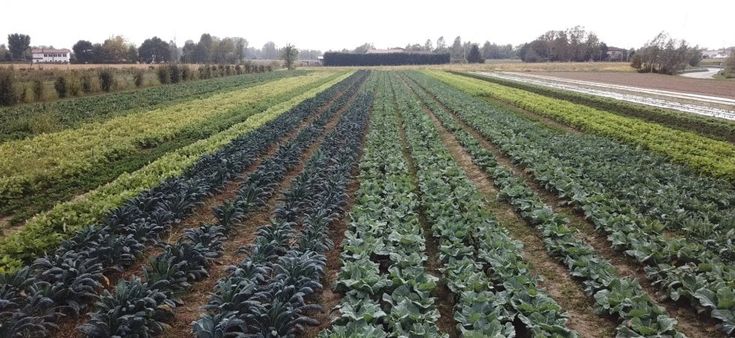 Fare agricoltura pensando al sociale è possibile: la storia di Caresà, azienda del padovano 