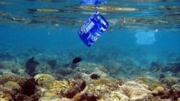 Ispra: "Nelle reti dei pescatori più rifiuti che pesci"