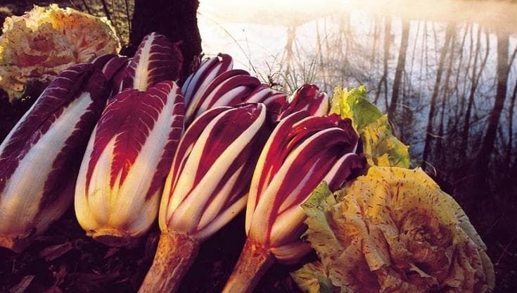 Dal radicchio ai tartufi fino allo street food, gli eventi da non perdere in giro per l’Italia