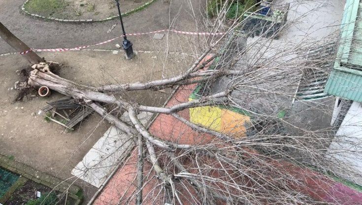 Firenze, grosso albero si schianta sul tavolo del giardino di una scuola, tragedia sfiorata 