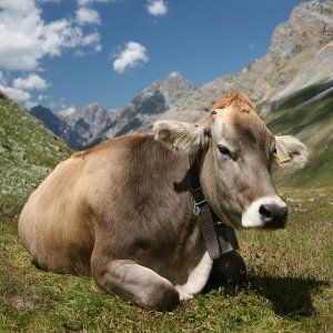 Coldiretti: scomparsi 2 milioni di animali da allevamento