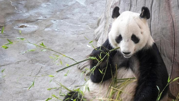 Se gli zoo trattano i panda giganti come “pacchi postali”