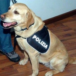 La missione del labrador Freya: proteggere Angela Merkel nella sua vacanza a Ischia