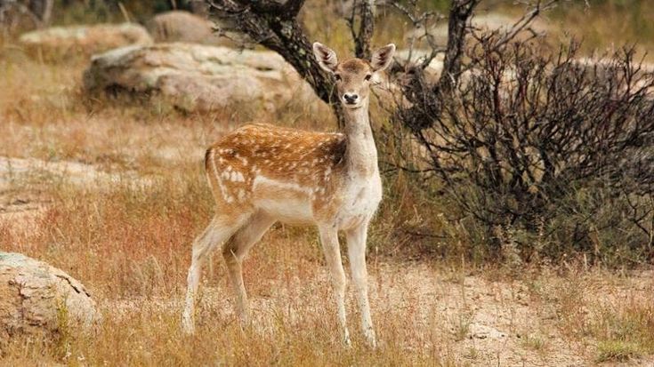 Alghero, una daina finisce nella tagliola piazzata dai bracconieri in un luogo accessibile al pubblico: salvata dai forestali
