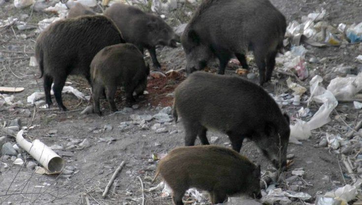 La peste suina africana preoccupa gli allevatori italiani. Danni da 20 milioni al mese, ma rischi su 1,7 miliardi di export