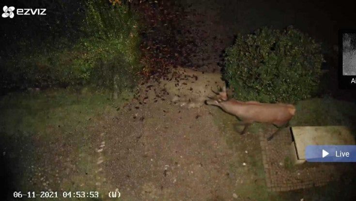 Monza, in campo anche un drone per trovare il cervo avvistato dentro il parco di Villa Reale
