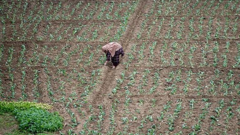 Il rumore della pioggia risveglia i semi: sentono le vibrazioni delle gocce e germogliano