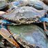 L’innalzamento dei mari favorirà diverse specie invasive