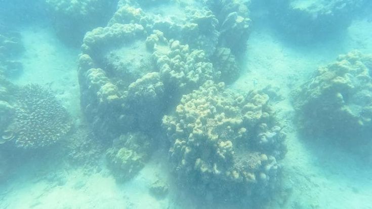 “Un terzo del reef resiste al caldo estremo”. In Kenya progetto pilota per ravvivare la barriera