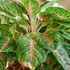 Aglaonema, coltivazione e come prendersi cura della pianta del buio