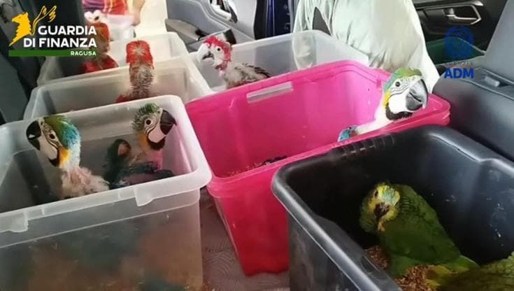 Testuggini e pappagalli nascosti dentro l’auto, maxi sequestro al porto di Pozzallo