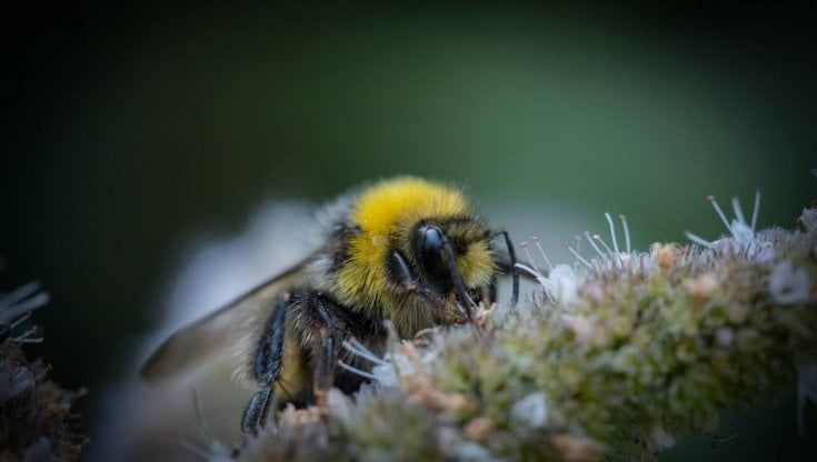 Con la caffeina i bombi si lasciano guidare sui fiori