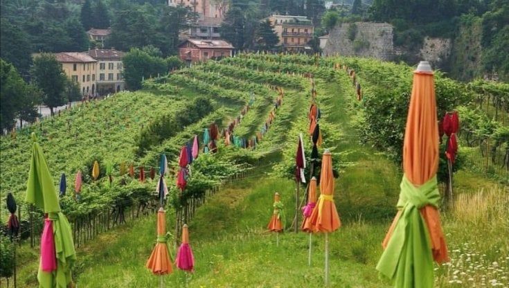 Brescia, magia Tayou la vigna è una spiaggia