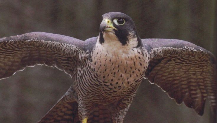 Il cielo sopra Palermo abitato da 200 specie d'uccelli: una mappa della città