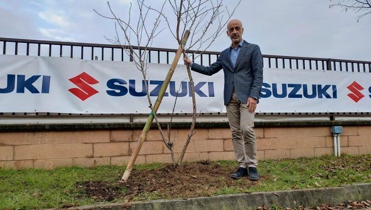 Green Friday Suzuki, i ciliegi giapponesi spuntano in tutta Italia