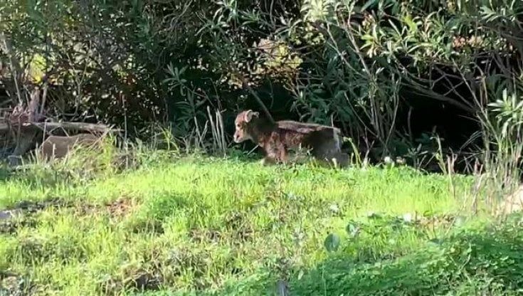 La risposta del Parco: "Non l'abbiamo vista, se salta fuori ce ne prenderemo cura"