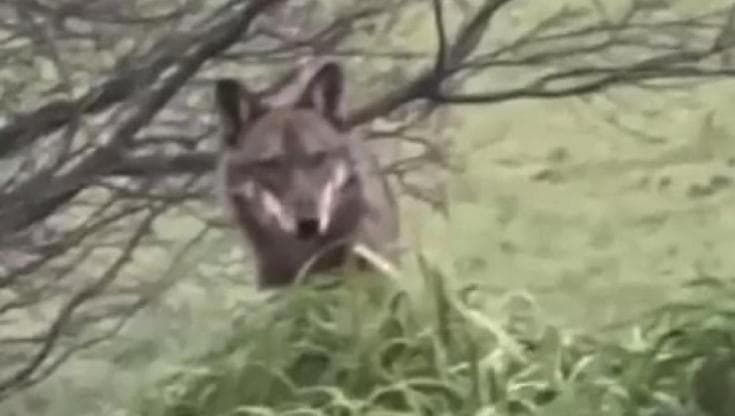 "Un lupo nel parco della Chiusa”. Ordinanza a Casalecchio: “Cani al guinzaglio e niente cibo”
