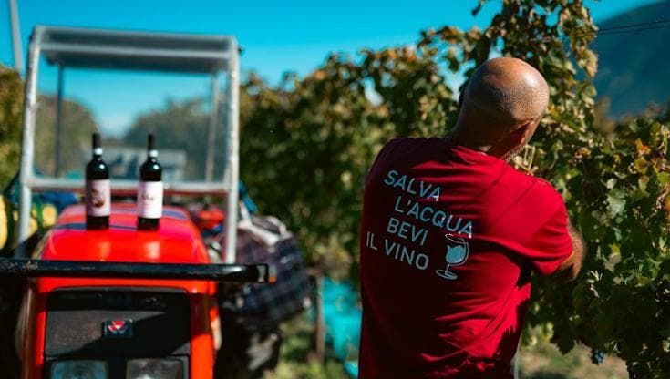 Vendemmia in Campania: saranno vini di qualità, ma in cantina ancora tante bottiglie