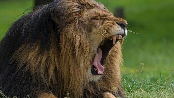 Coronavirus, Sos del Safari Park di Pombia: "Manca cibo per gli animali"