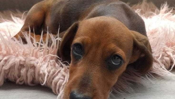 Tutto quello che impariamo dai nostri amici cani. Nel saggio di Franco Marcoaldi