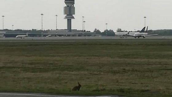 Malpensa, la lepre si incanta a guardare gli aerei, poi corre sulle piste: lo scatto è virale