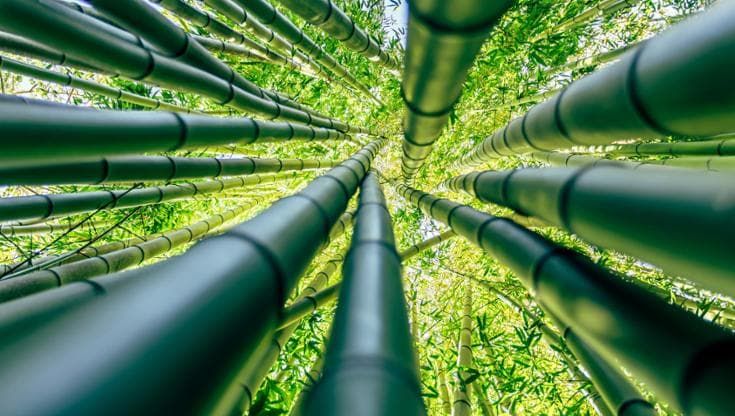 La nuova frontiera della decarbonizzazione passa dalle foreste