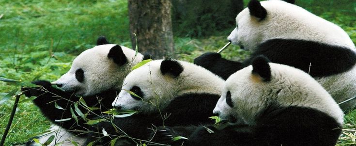 Cina, l'antica cittadina di Fenghuang è la nuova casa di otto panda giganti