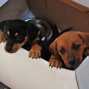 Reggio Emilia, cuccioli di cane senza cibo e acqua: denunciata allevatrice