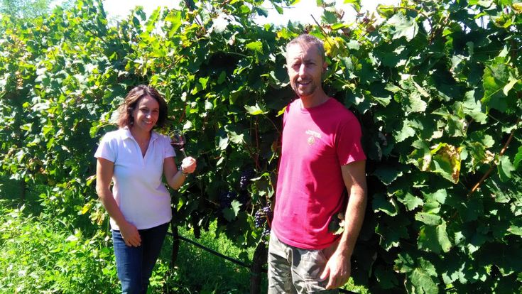 Addio ai pesticidi, arriva la Super Uva