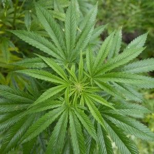 Cannabis terapeutica, il Farmaceutico militare arriver&agrave; fino a un quintale l'anno