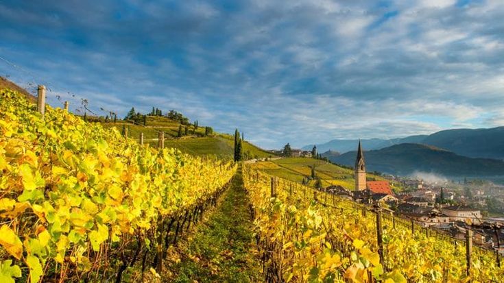 Vini e distillati, sui dazi rischiano una vita da separati in casa