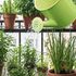 Troppo caldo, anche le piante entrano in una sorta di letargo: come mantenere il giardino d’estate