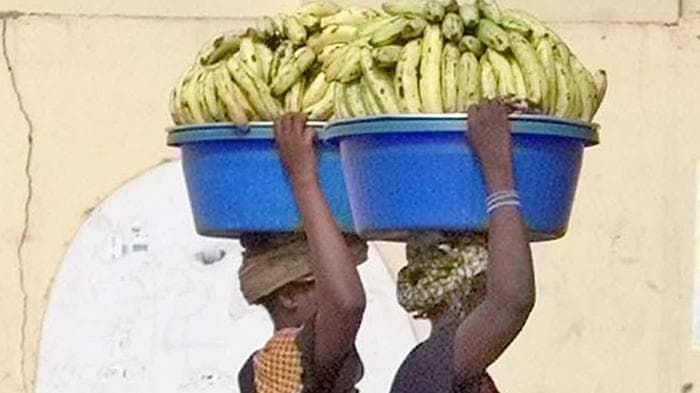 Attenti al ragno delle banane: stimola erezione, ma uccide