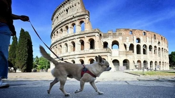 Chip per i gatti, visite obbligatorie, stop alle tinte: le nuove regole di Roma per gli animali