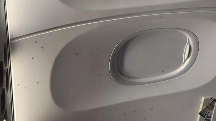 Voli da Malpensa invasi dalle zanzare: passeggeri fatti scendere e ritardi fino a tre ore